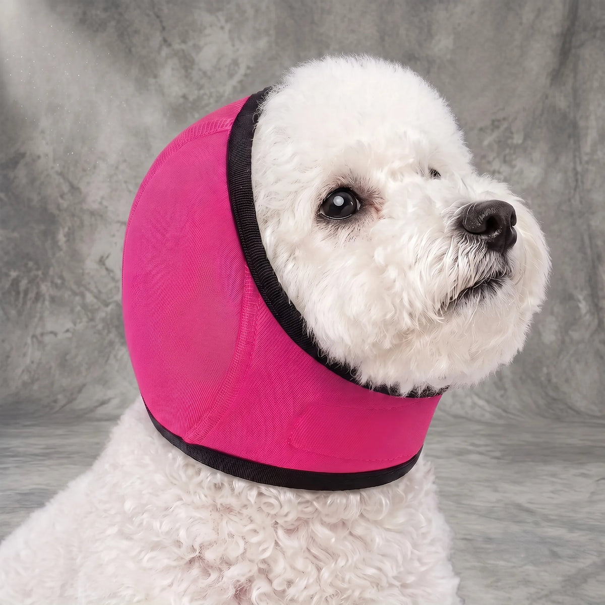 A white fluffy dog wearing a bright pink dog collar with black trim, photographed against a textured gray studio backdrop.